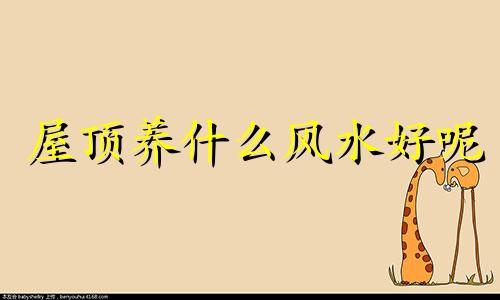 屋顶养什么风水好呢 屋顶养什么花最发财
