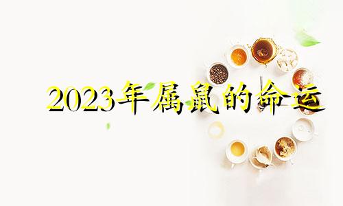 2023年属鼠的命运 2023年属鼠的多大年龄